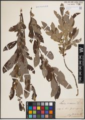 Foto von Salix cinerea L.